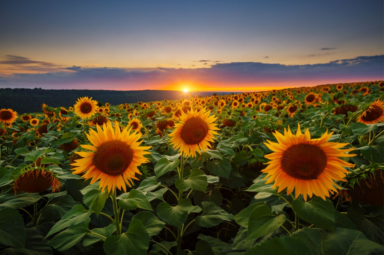 Girasol Ucrania