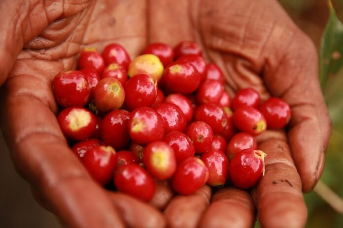 Recoleccion de cerezas de cafe en su estado optimo de maduracion que garantizan una excelente calidad