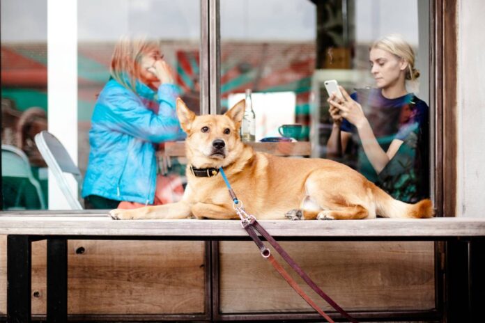 mascotas en restaurantes